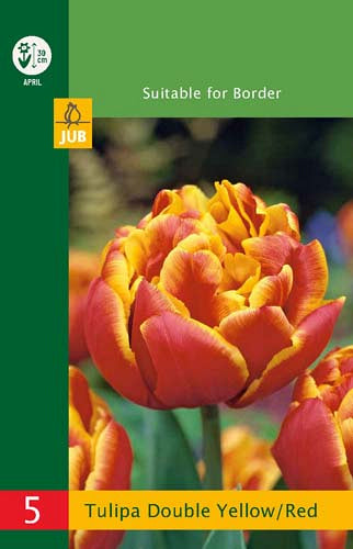 Tulpe pildītu ziedu Tulipa Double Yellow-Red 10/11 (5 gab. paciņā)