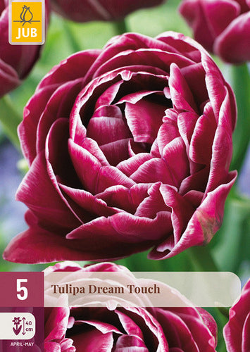 Tulpe vēlā pildīts zieds Tulipa Dream Touch 11/12 (5 gab. paciņā)