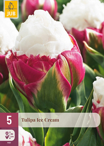 Tulpe vēlā pildīts zieds Tulipa Ice Cream 11/12 (5 gab. paciņā)