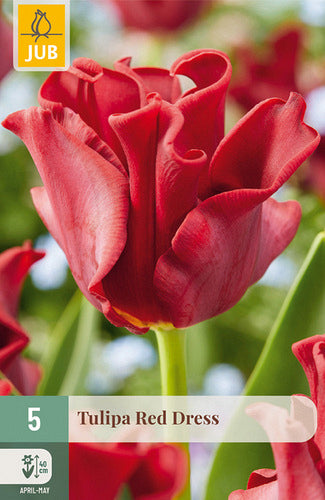 Tulpe, triumfa Red Dress 11/12