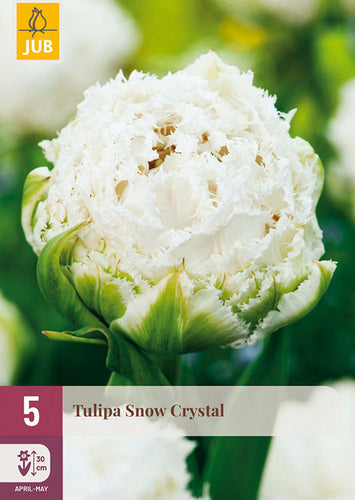 Tulpe bārkstainā Tulipa Snow Crystal 11/12 (5 gab. paciņā)