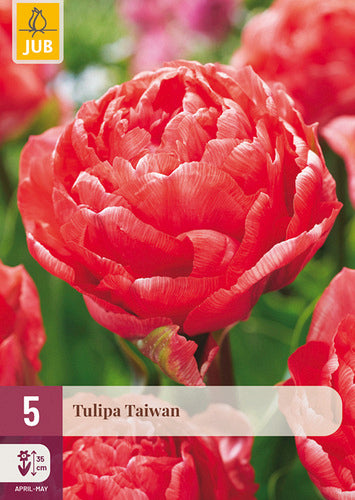 Tulpe vēlā pildīts zieds Taiwan 11/12 (5 sīpoli paciņā)