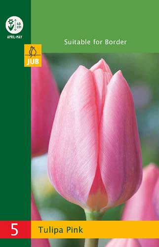 Tulpe triumfa Tulipa Triumph Pink 10/11 (5 gab. paciņā)