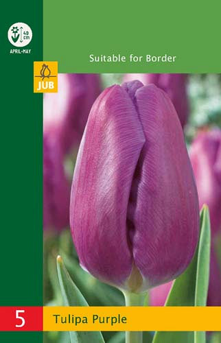 Tulpe triumfa Tulipa Triumph Purple 10/11 (5 gab. paciņā)