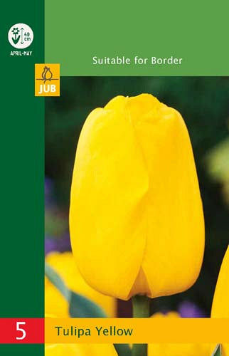 Tulpe triumfa Tulipa Triumph Yellow 10/11 (5 gab. paciņā)