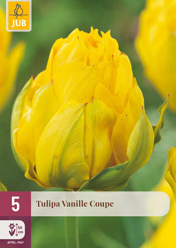 Tulpe, vēla, pild. z. Vanille Coupe 12/+