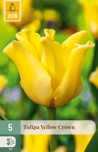 Tulpe triumfa (kroņa) Yellow Crown 11/12 (5 sīpoli paciņā)