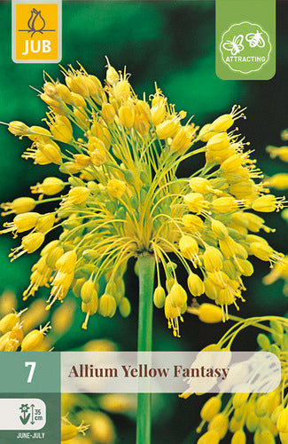 Dekoratīvais sīpols Allium Yellow Fantasy 6/+ (7 gab. paciņā)