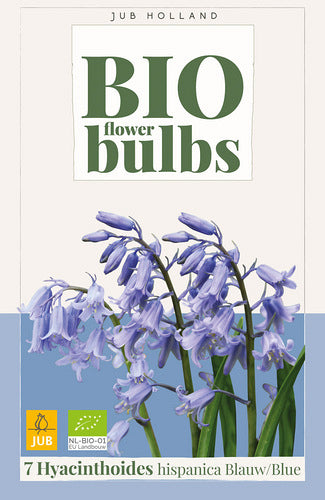 Spānijas pahiacinte Blue (BIO) 7/+