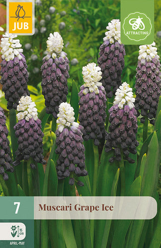 Platlapu muskare Muscari latifolium Grape Ice 5/+ (7 gab. paciņā)