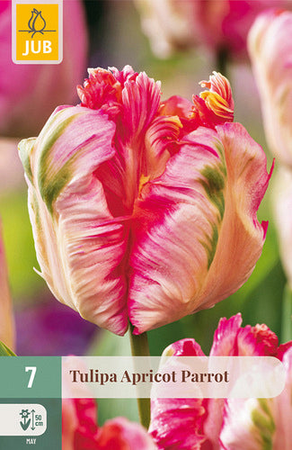 Tulpe papagaiļziedu Apricot Parrot 11/12 (7 sīpoli paciņā)
