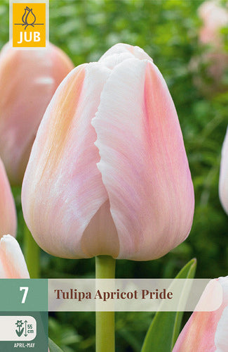 Tulpe Darvina hibrīds Apricot Pride 11/12 (7 sīpoli paciņā)