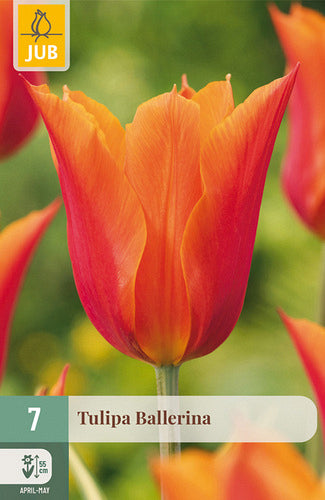 Tulpe lilijziedu Ballerina 11/12 (7 sīpoli paciņā)
