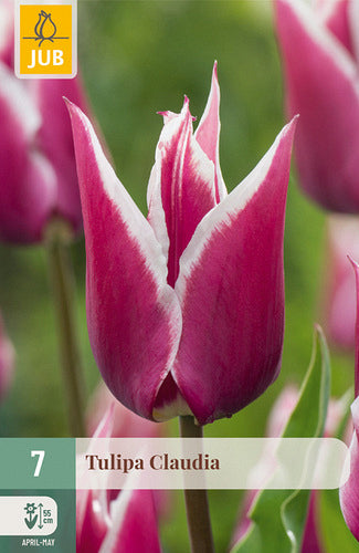 Tulpe, lilijziedu Claudia 11/12