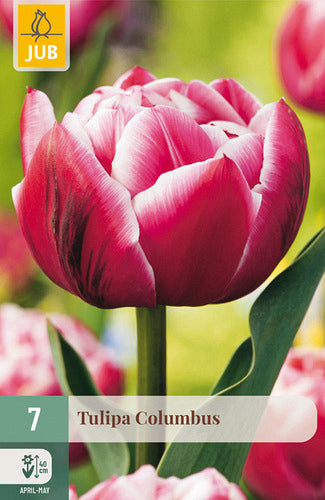 Tulpe agrā pildīts zieds Columbus 11/12 (7 sīpoli paciņā)
