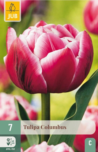 Tulpe agrā pildīts zieds Columbus 11/12 (7 sīpoli paciņā)