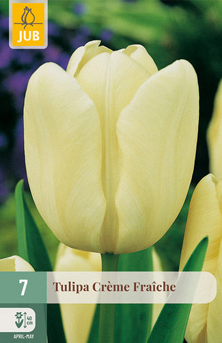 Tulpe, triumfa Creme Fraiche 11/12