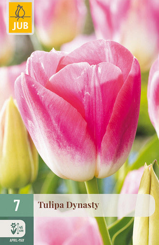 Tulpe triumfa Dynasty 11/12 (7 sīpoli paciņā)