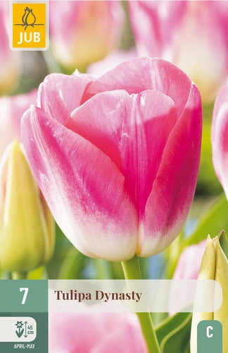 Tulpe triumfa Dynasty 11/12 (7 sīpoli paciņā)