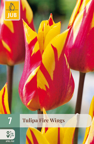 Tulpe, lilijziedu Fire Wings 11/12