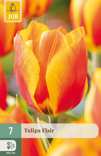 Tulpe, agra, vienk. z. Flair 11/12