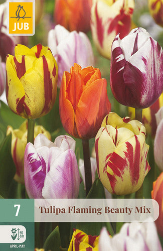 Tulpe, triumfa Flaming Beauty Mix 11/12