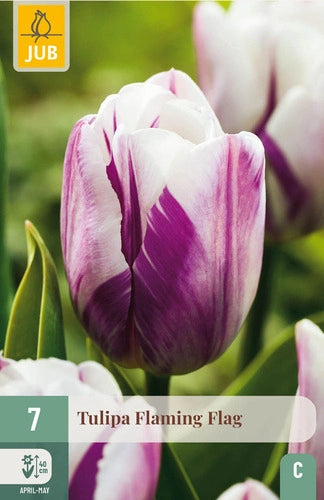 Tulpe triumfa Flaming Flag 11/12 (7 sīpoli paciņā)