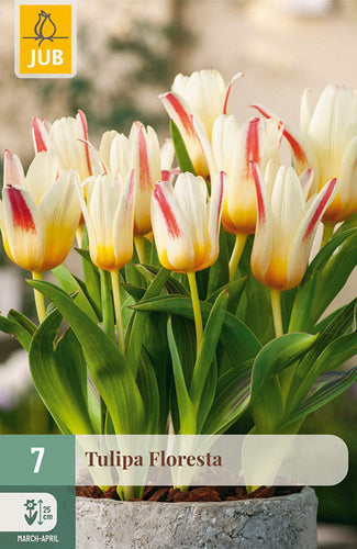 Tulpe, botāniskā Floresta 11/12