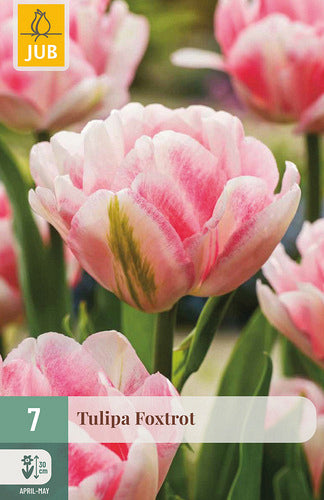 Tulpe, agra, pild. z. Foxtrot 11/12