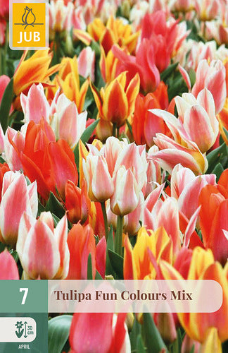 Tulpe, Greiga Fun Colours 11/12