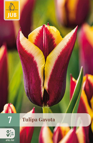Tulpe, triumfa Gavota 11/12