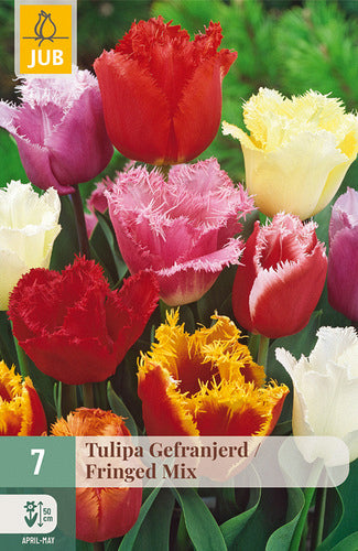 Tulpe, bārkstaina Fringed Mix 11/12