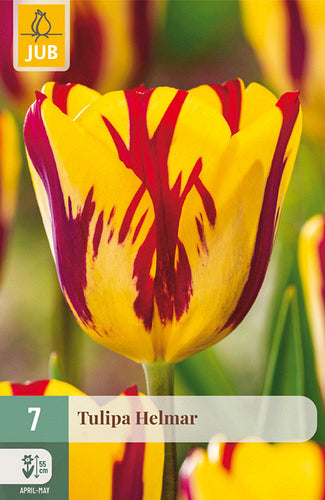 Tulpe triumfa Helmar 11/12 (7 sīpoli paciņā)