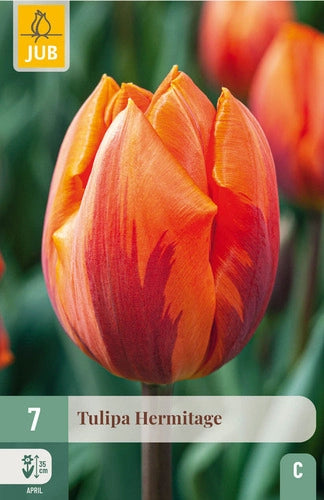 Tulpe agrā vienkāršs zieds Hermitage 10/11 (7 sīpoli paciņā)