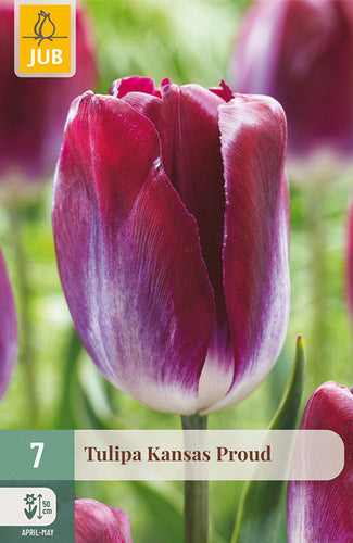Tulpe, triumfa Kansas Proud 11/12