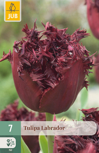 Tulpe, bārkstaina Labrador  11/12