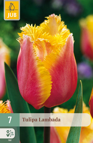 Tulpe, bārkstaina Lambada 11/12