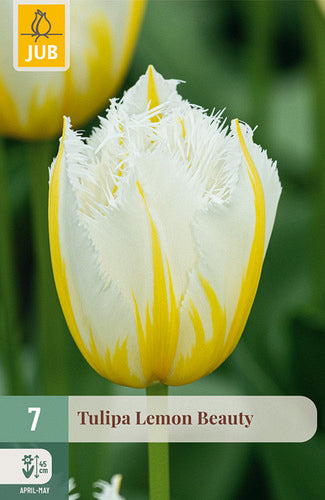 Tulpe bārkstaina Lemon Beauty 11/12 (7 sīpoli paciņā)