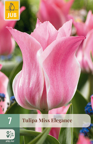 Tulpe triumfa Miss Elegance 11/12 (7 sīpoli paciņā)