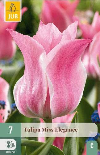 Tulpe triumfa Miss Elegance 11/12 (7 sīpoli paciņā)