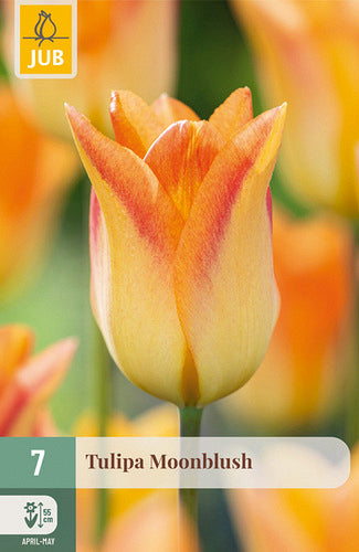 Tulpe, lilijziedu Moonblush 11/12