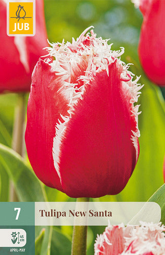 Tulpe, bārkstaina New Santa 11/12