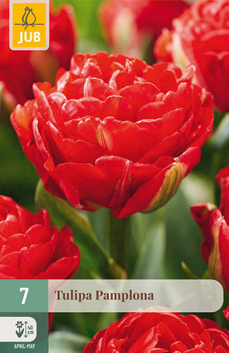 Tulpe agrā pildīts zieds Pamplona 11/12 (7 sīpoli paciņā)