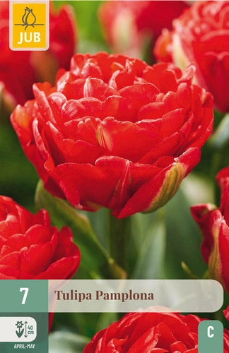 Tulpe agrā pildīts zieds Pamplona 11/12 (7 sīpoli paciņā)