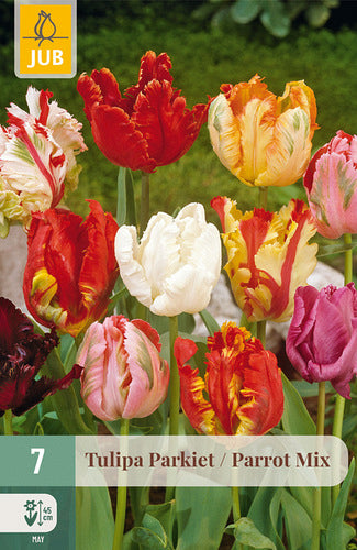 Tulpe papagaiļziedu Parrot Mix 11/12 (7 sīpoli paciņā)