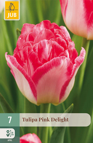 Tulpe, agra, pild. z. Pink delight  11/12