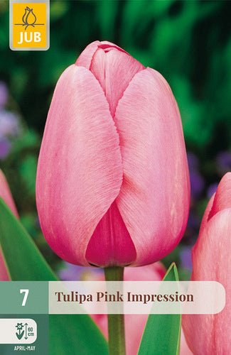 Tulpe, Darvina hibrīds Pink Impression 11/12
