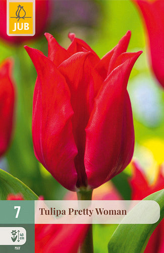 Tulpe, lilijziedu Pretty Woman  11/12