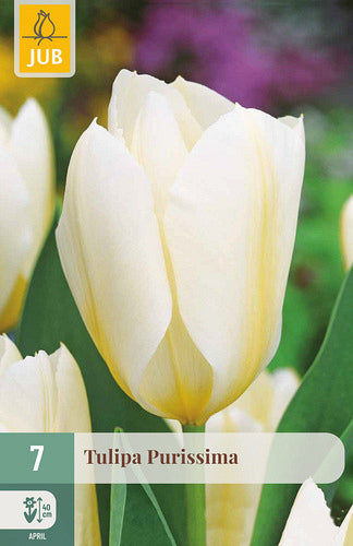 Tulpe, Fostera Purissima 11/12
