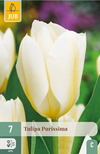 Tulpe Fostera Purissima 11/12 (7 sīpoli paciņā)